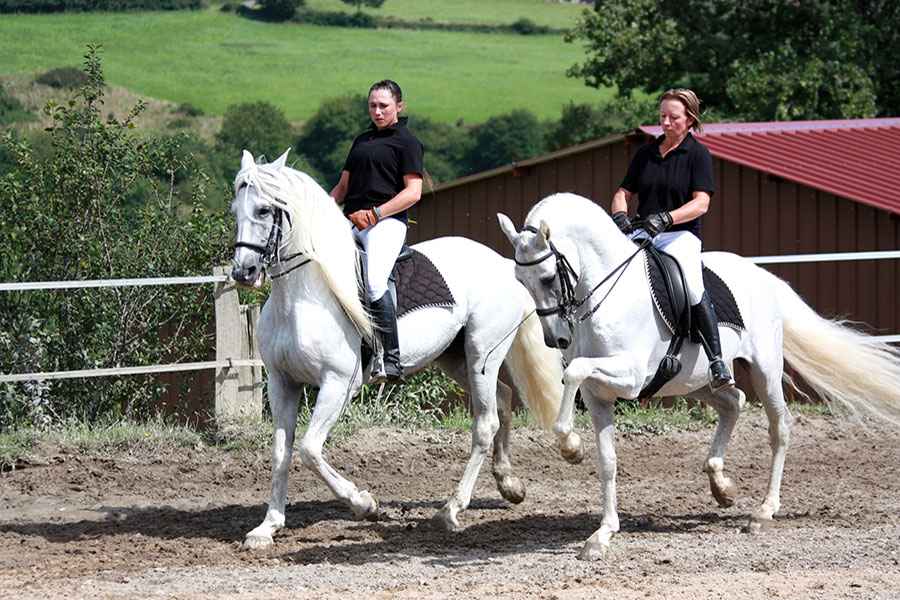 Le cheval Andalou Karine et Olga